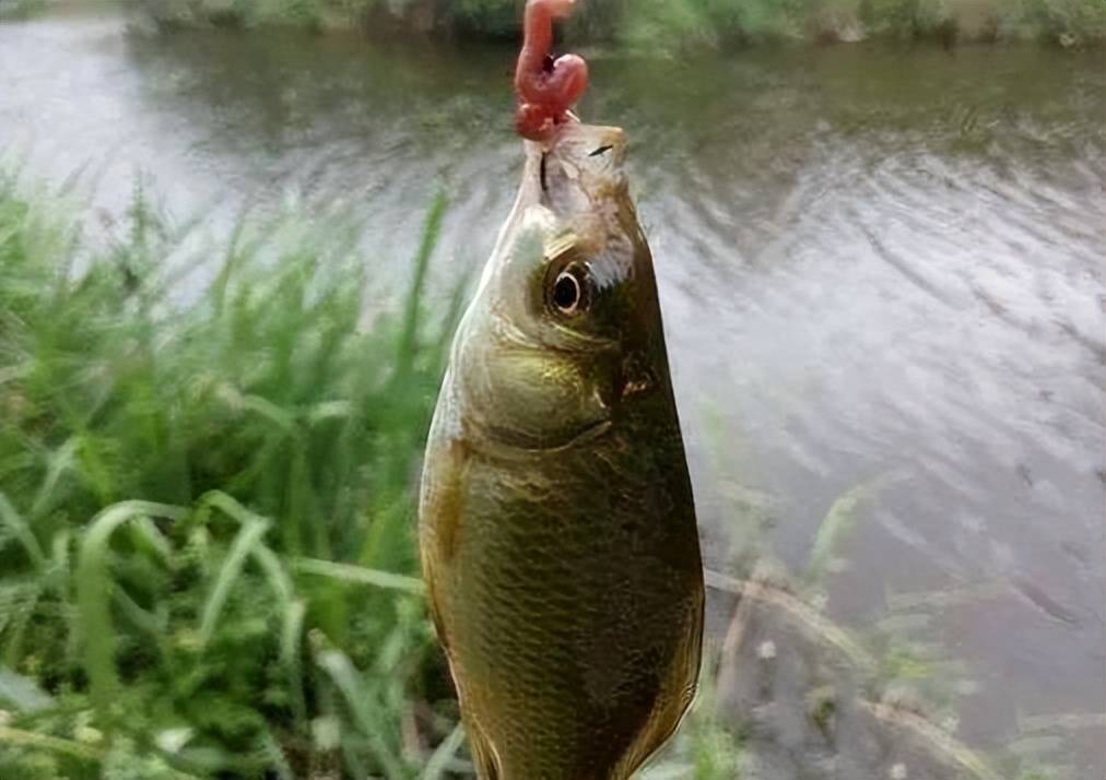 蚯蚓钓鲫鱼是躺底好还是到底好