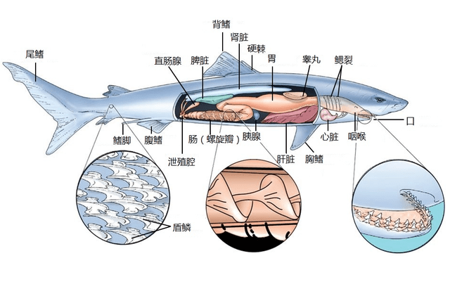 原创海洋动物也需要人Ｋ芟滩荒芎饶撬窃趺春鹊剿