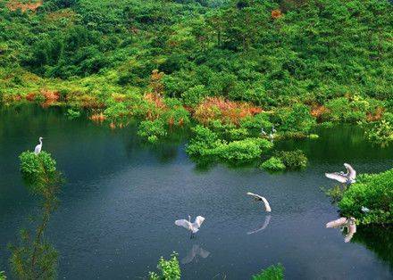 清林徑生態公園,龍崗溼地公園和松澤坑森林公園五大公園,臨近黃龍湖