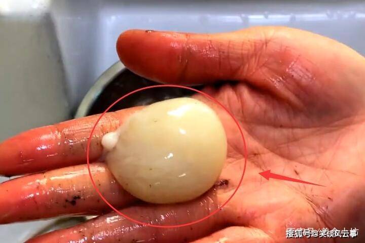 黑色的内脏也取出,剩下的白色的八爪鱼籽可以留着炒菜用,这可是好东西