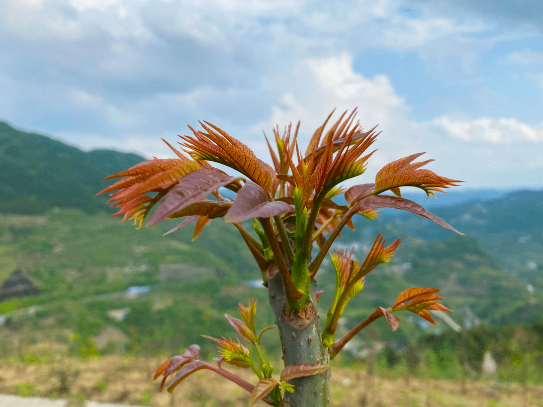 香椿,也被称为"树上蔬菜".