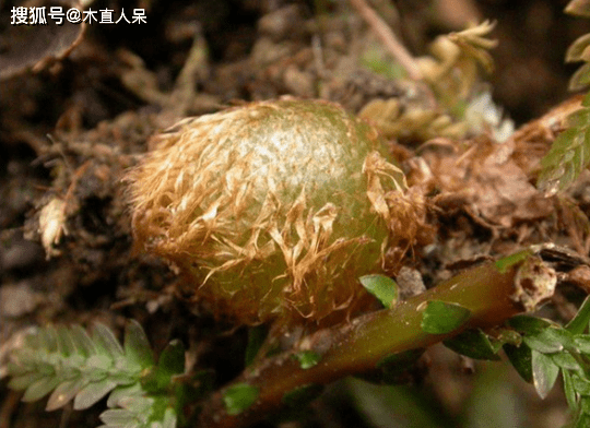 中药植物肾蕨简介