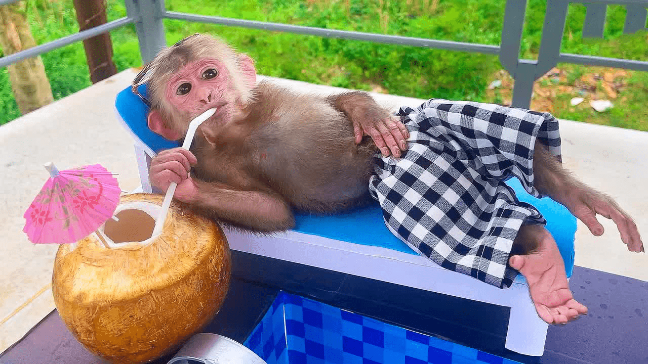 猴比人强太多了来看看猴猴怎么度假