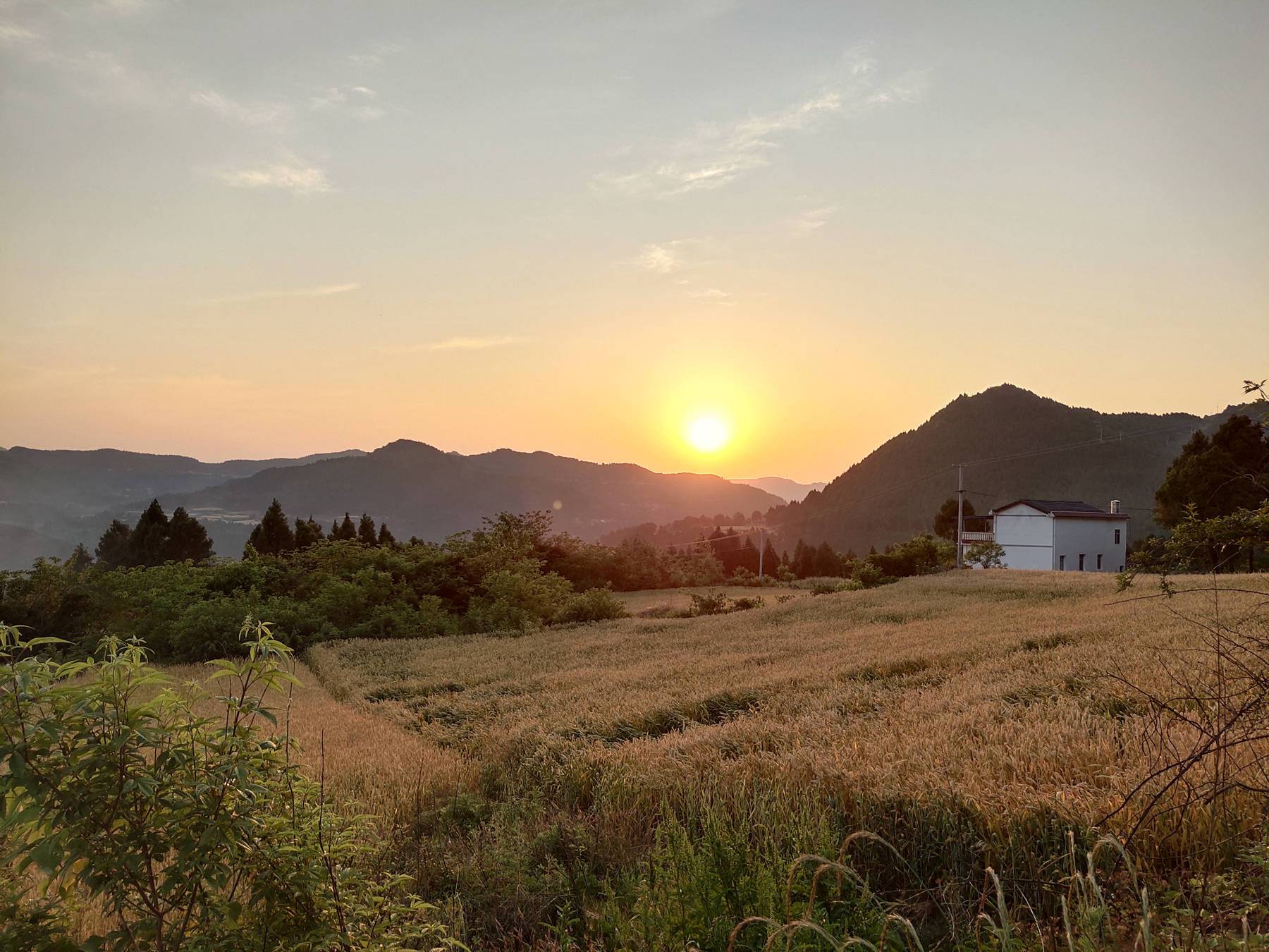 5月5日,立夏節氣,在四川廣元,劍閣縣塗山鎮塗山鄉姜家坪,麥子黃了