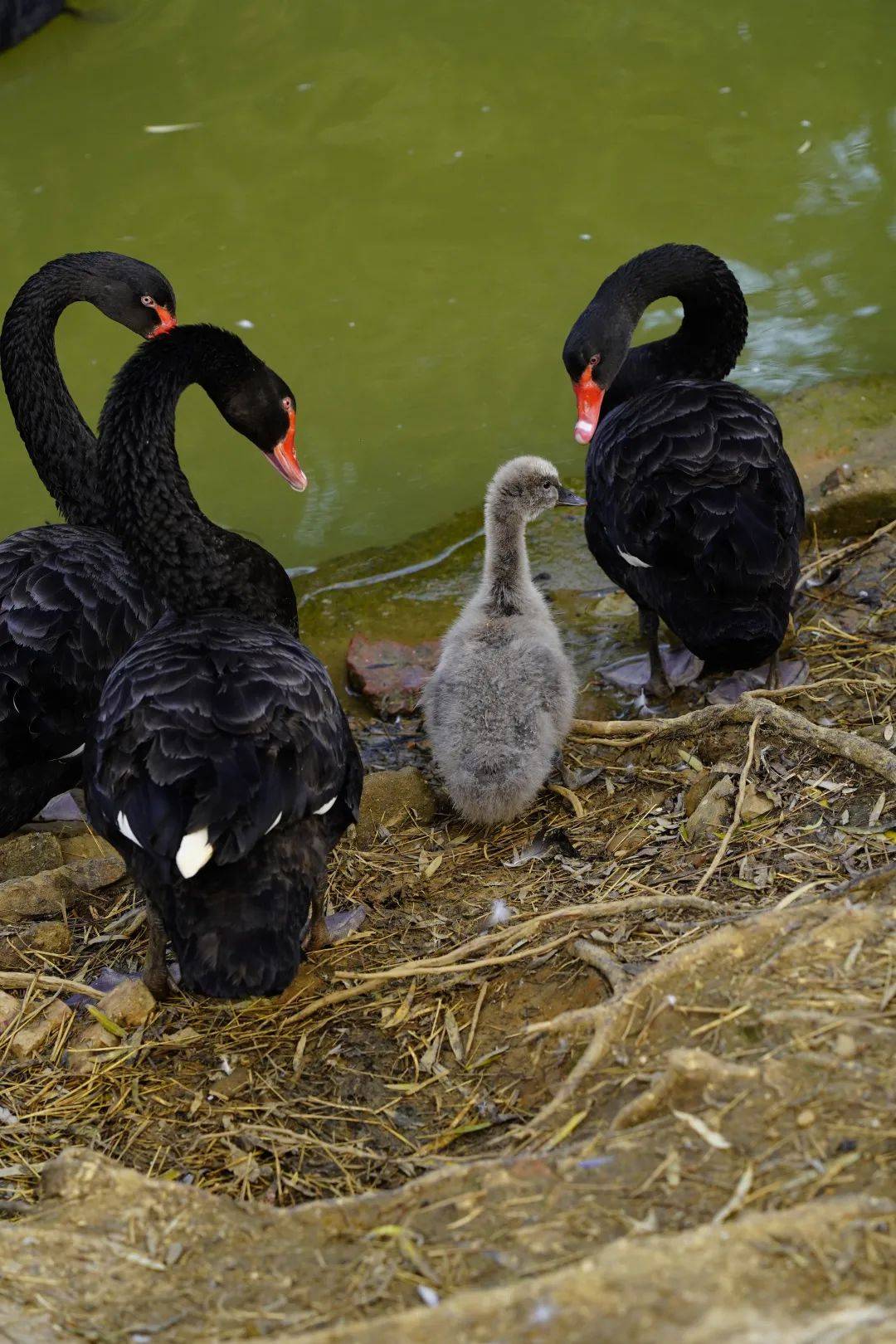 母亲节了不起的动物妈妈感恩一直付出的你
