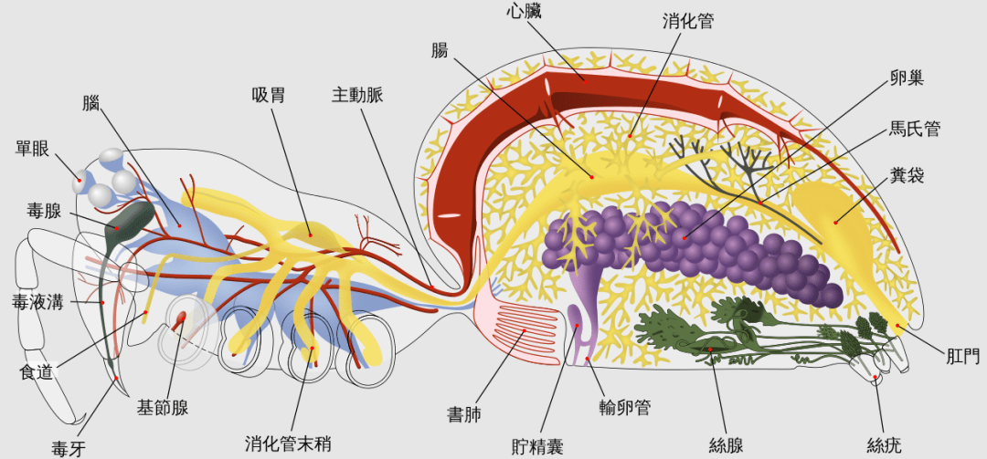 蜈蚣的身体结构图图片