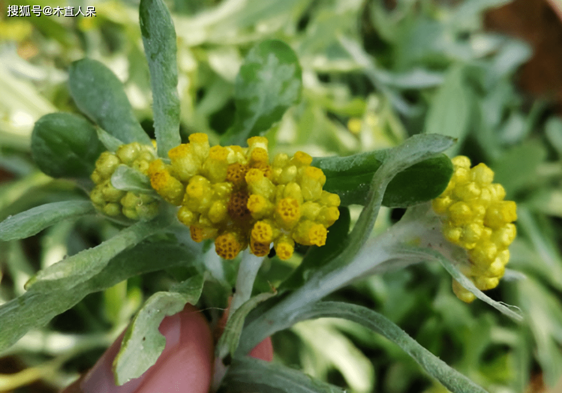 中药植物鼠曲草简介