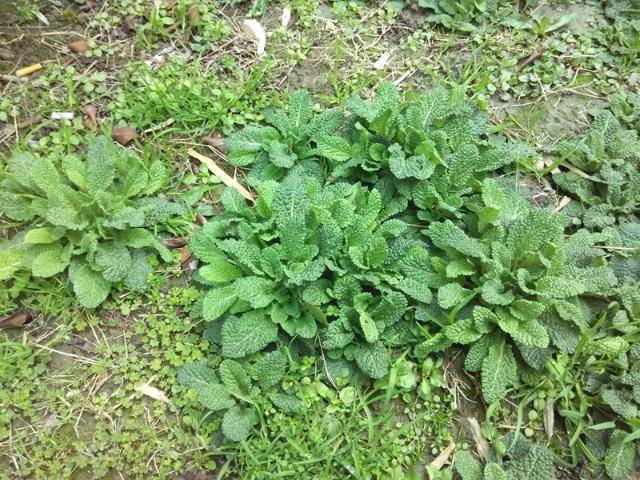 原創農村一種植物野草人稱鹽咳藥治咳嗽是一絕可盆栽做盆景