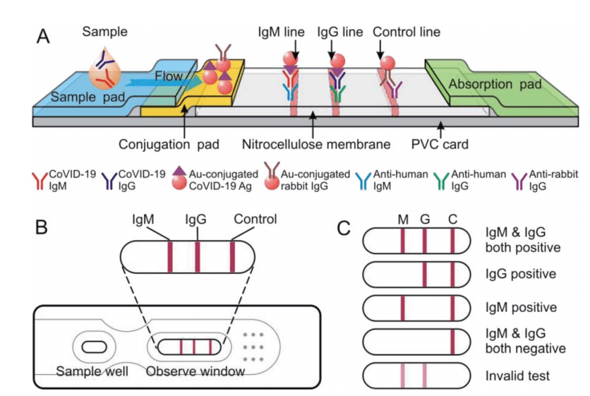 预涂在结合垫上的covid-19的aunp ag8结合,形成抗原抗体复合物(ag-ab
