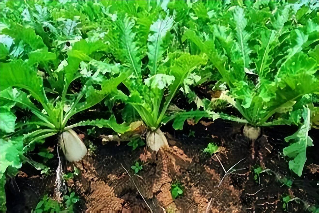 原创种植白萝卜怎么施好肥提高产量