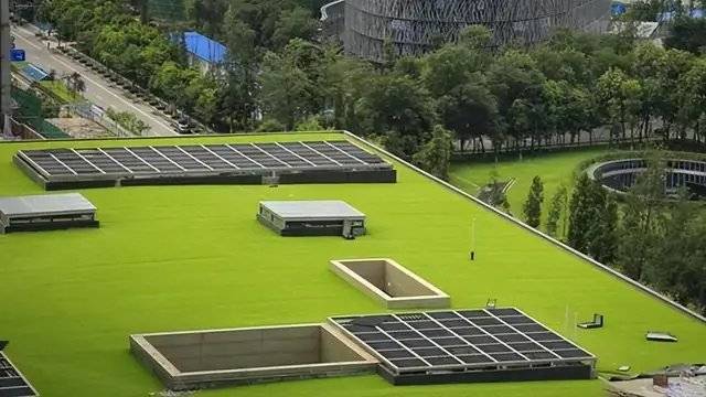 河南高校屋顶种植佛甲草不用浇水一层土生长隔热降温堪称植物空调