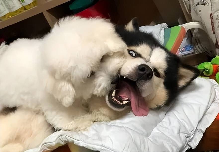 比熊犬被二哈从小带大,它竟然学会甩舌照,网友:回不去了_肉丸_哈士奇