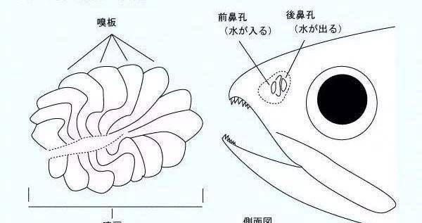 釣魚人夜釣為何最怕死魚正口死魚為何能咬鉤