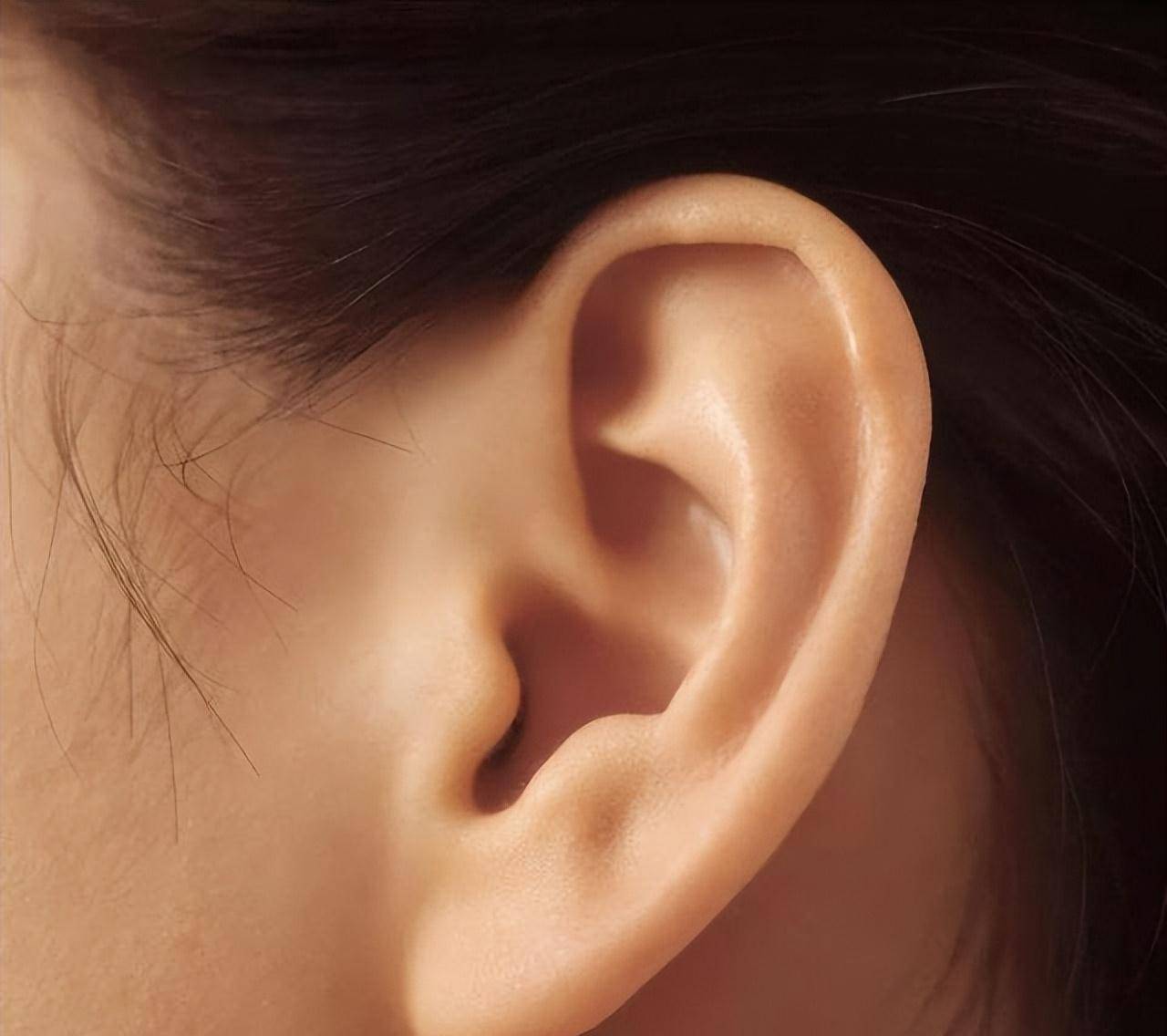 你的耳朵是啥样的_耳垂_耳轮_耳屏