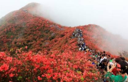 什么是理想假日？丹寨杜鹃花节就是答案