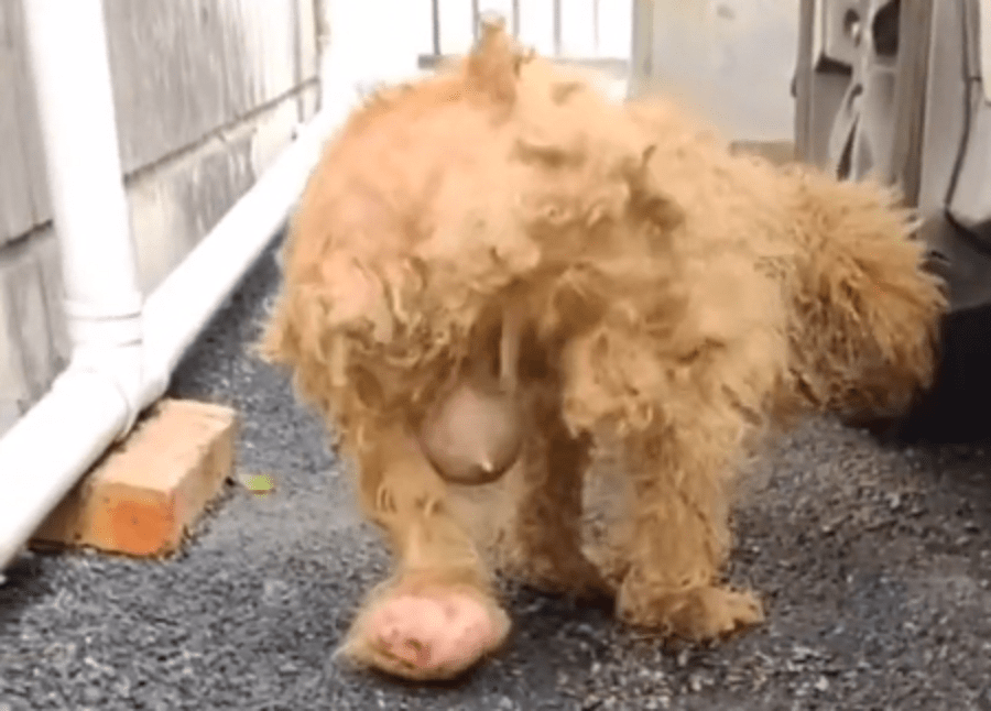疑因长期打激素繁殖导致浑身肿瘤的繁殖犬 当它生不动了 就被无情抛弃 狗狗 宠物 救助