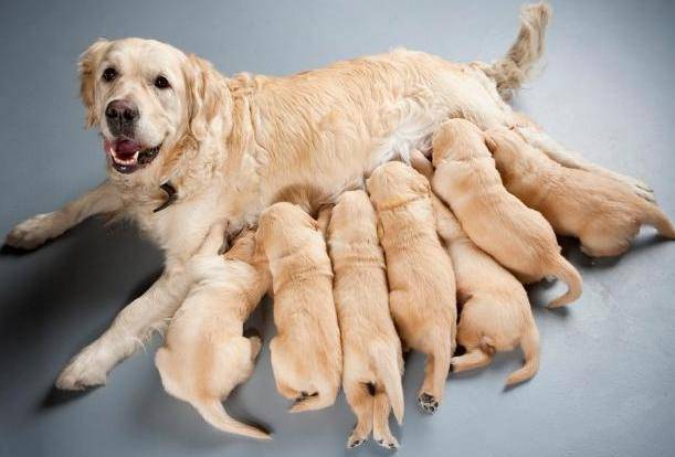 为什么狗妈妈不愿意给小狗喂奶大概是这些原因