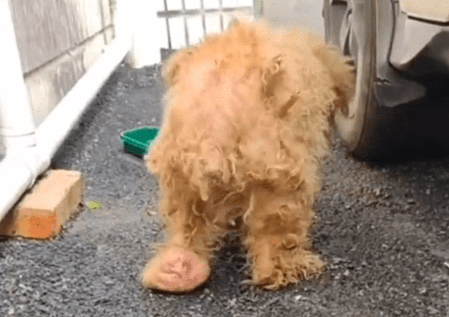 疑因长期打激素繁殖导致浑身肿瘤的繁殖犬 当它生不动了 就被无情抛弃 狗狗 宠物 救助