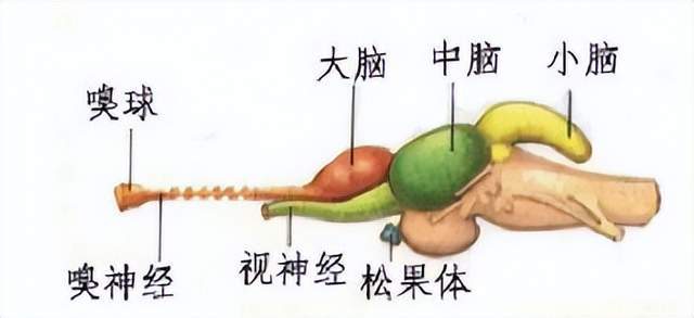 眼睛_大脑_神经