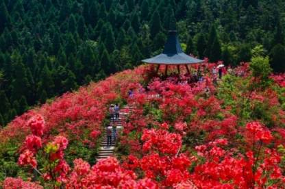 国内唯一高山花海，丹寨龙泉山杜鹃有何与众不同？