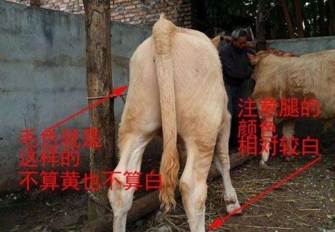 不知道快进来看看啊!_繁殖_夏洛莱_母牛