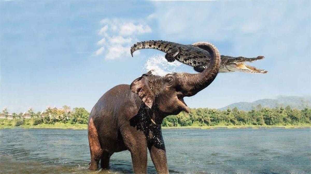 刚成年小象无配偶权,竟向犀牛发泄私欲_大象_公象_群体