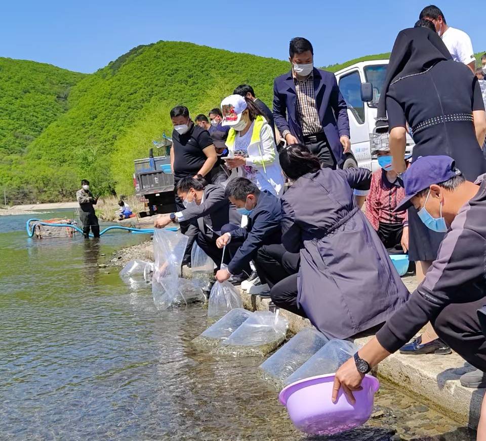 珲春:47万尾大麻哈鱼苗放流密江河_图们_增殖_密江乡