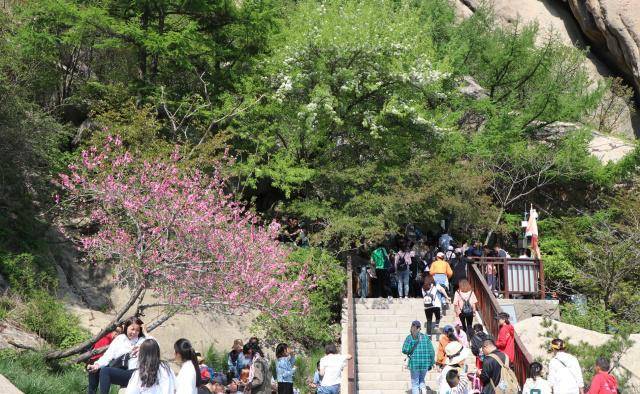 青岛崂山美景：平地“四月”芳菲尽，山腰桃花始盛开