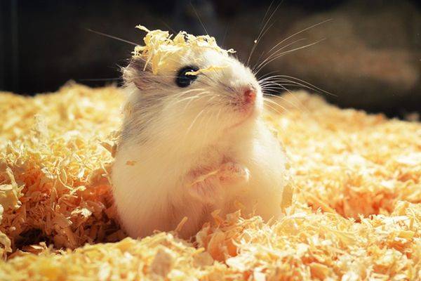 原创生肖命理申时出生的属鼠人不同的性别分别有着怎样的命运呢