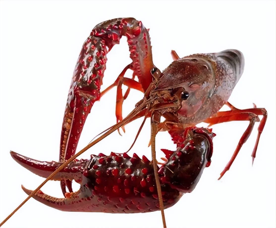 我们常吃的小龙虾其实并不是龙虾还没有长大时的样子,它其实属于鳌虾