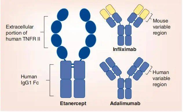 抗体工程改造研究 ∣ 盘一盘 FcRn“新生儿”Fc受体_药物_淋巴细胞_结构
