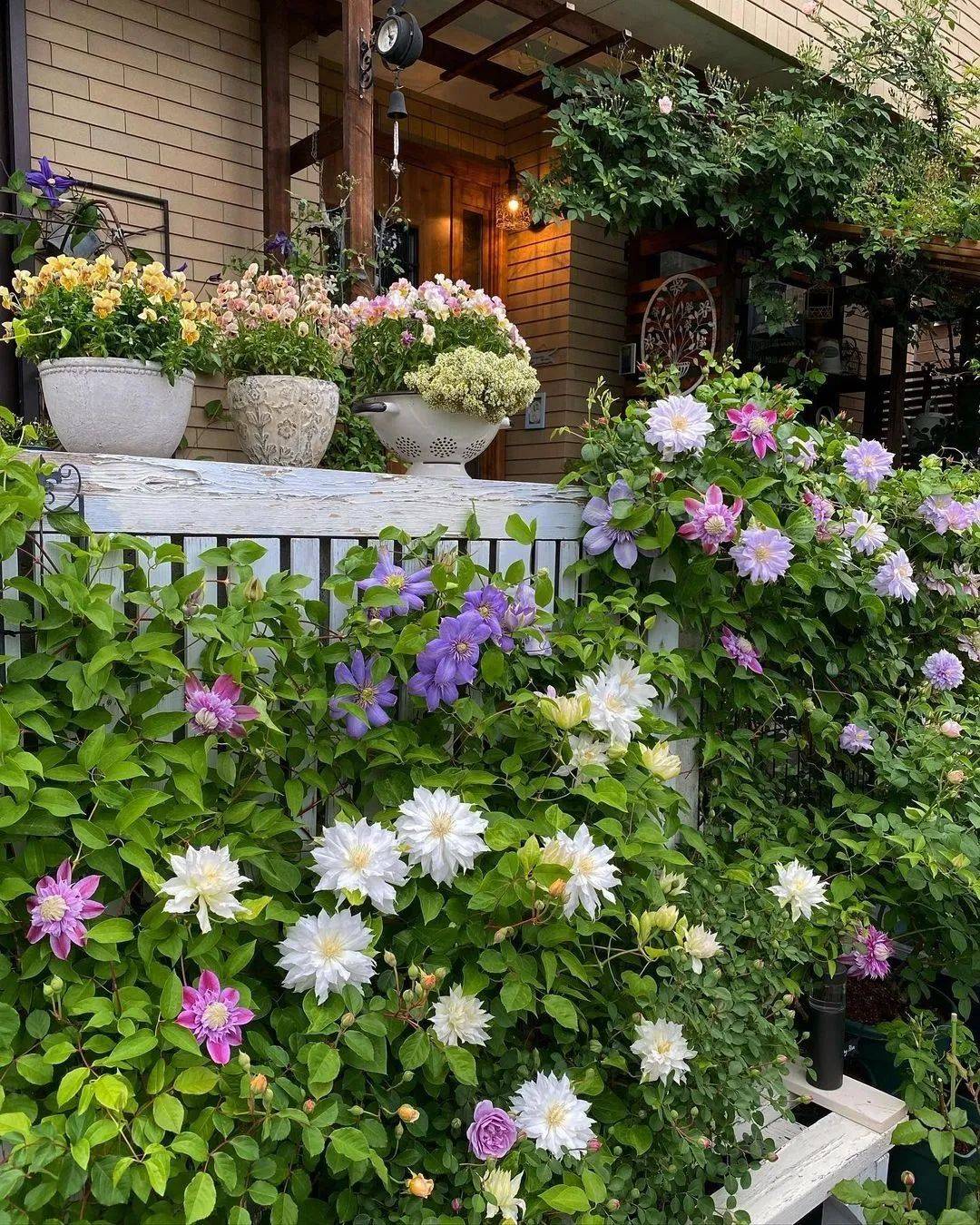 夏季庭院花园里养这3种花卉,人气高,口碑好,耐晒,还漂亮 !