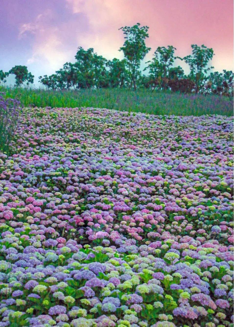 成都免费欣赏成片的绣球花,还有马鞭草哦67!_奥特莱斯_双流_公园