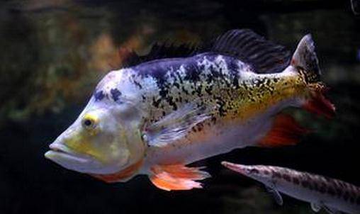 射水鱼的简介射水鱼吃什么