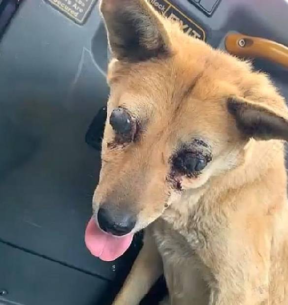 可怜狗狗,被人"戳瞎"双眼后遗弃街头,大叔看不下去,做得真棒_西维