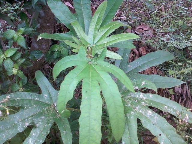 原创农村植物五爪龙价值珍贵煲鸡汤味道美俗称龙凤汤