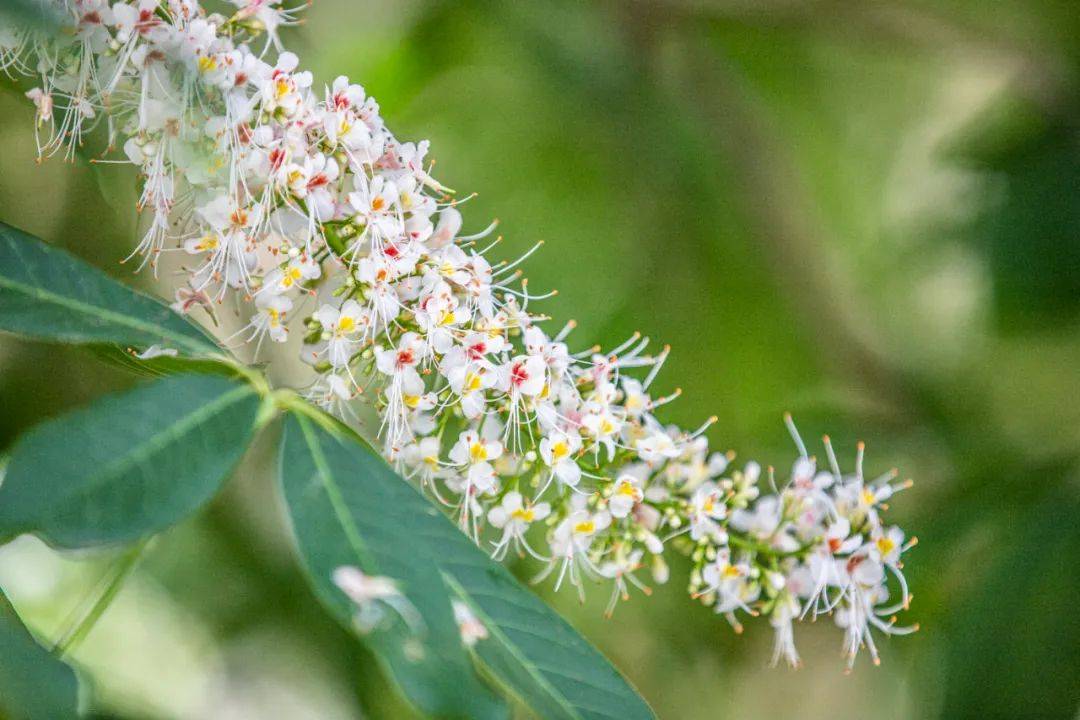 河南旅游真美千年老树一朝花开惊艳了重渡沟的天空
