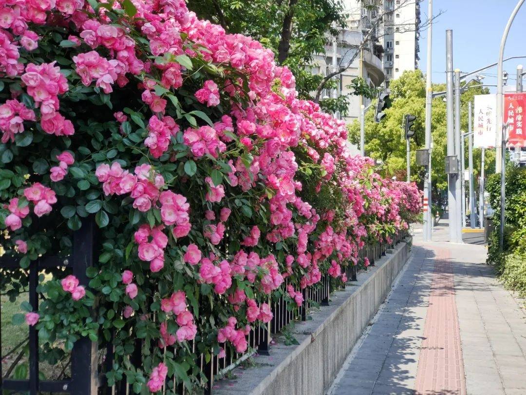 云赏花 | 这片月季花墙点亮初夏浪漫_江浦_花中皇后_风情