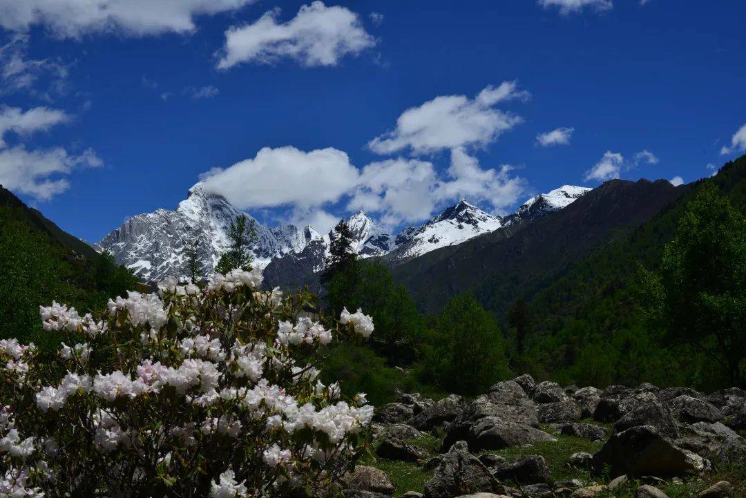 5月19日四姑娘山景区免门票啦|邀您来看高山杜鹃花_旅游_海子沟_中国