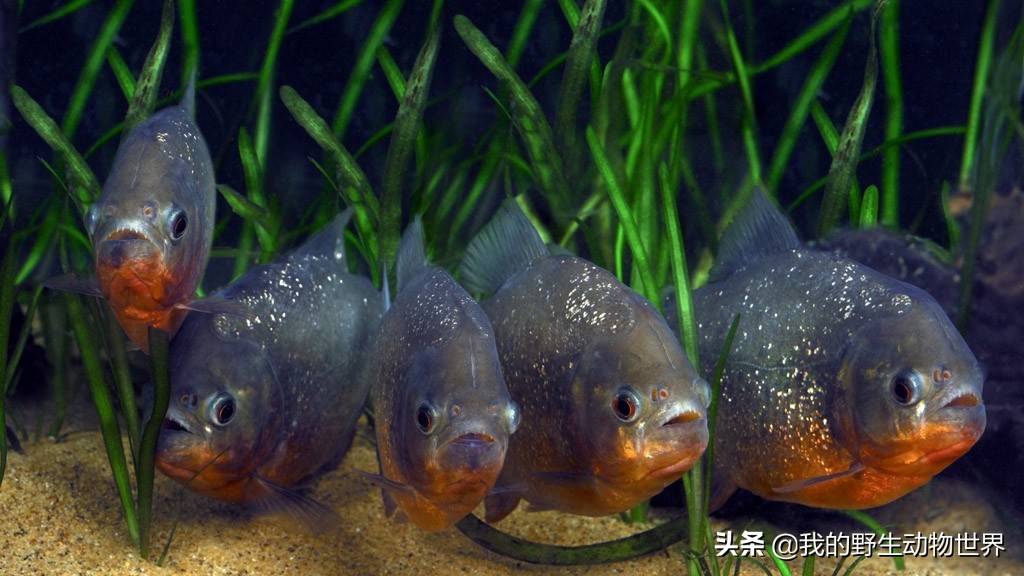 非洲一巨型食人鱼 1 5米长 57公斤重 能够猎杀鳄鱼 淡水鱼 牙齿 横行霸道