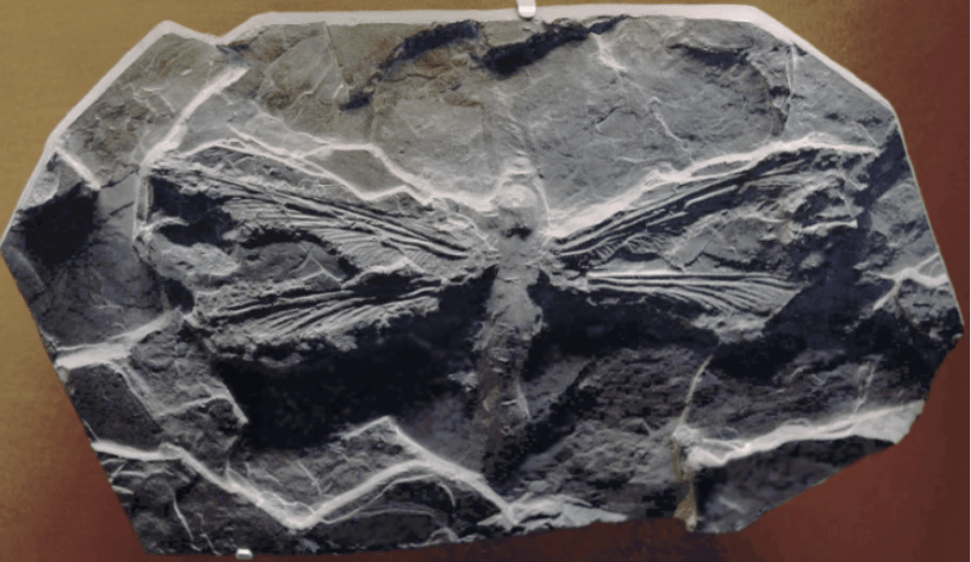 原创恐怖的巨虫时代两米四的蜈蚣蜻蜓大得像老鹰