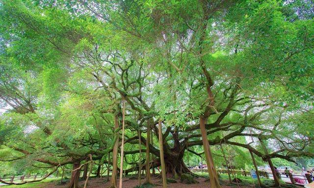 原創大榕樹風景區因一顆千年古榕而聞名遐邇遠望猶如一把巨傘