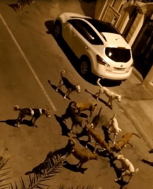 原创流浪狗老大遇到麻烦喊来几十号兄弟知道真相网友都哭了