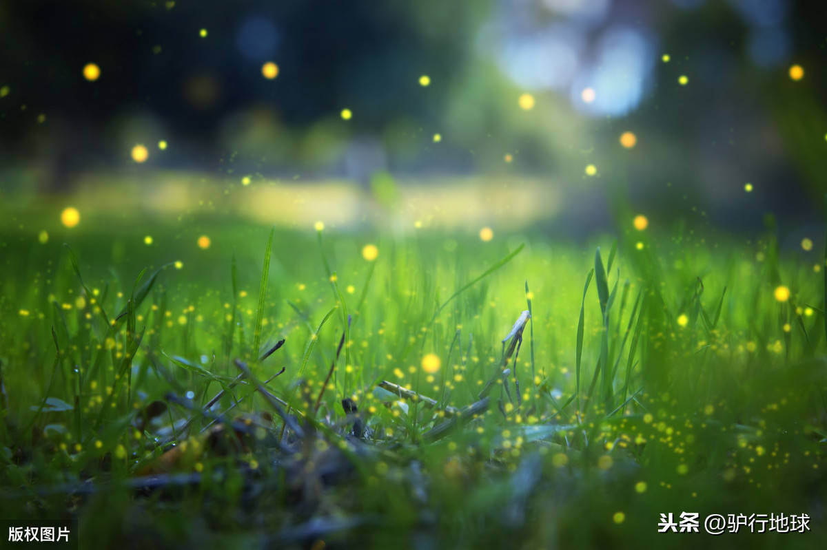 雨林奇妙夜| 体验星空露营，看萤火虫漫天飞舞_大自然_营地_天气