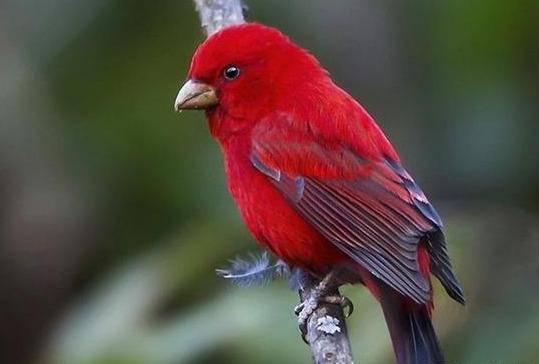 原创传说中的朱雀现身云南被誉为世界上最红的鸟