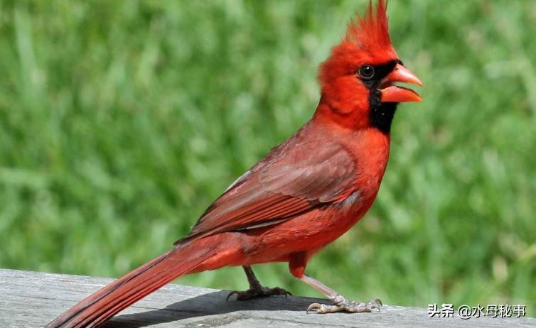 全球10種最昂貴的鳥,最貴的一個你知道麼?_鳥類_鸚鵡_知更鳥