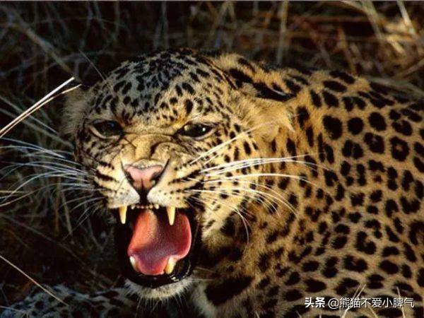 世界上最厉害的十一种动物排行非官方