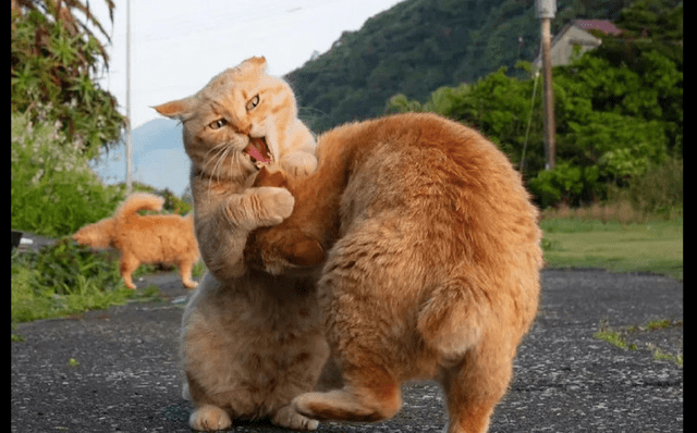 原创两只橘猫在马路上打架好像是日本的相扑比赛摔跤运动圆