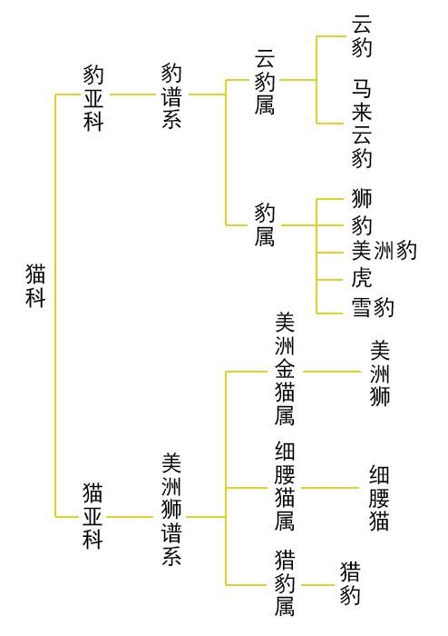 神秘的美洲狮,善于社交的独居者,它们能把食物共享_狮子_生活_动物