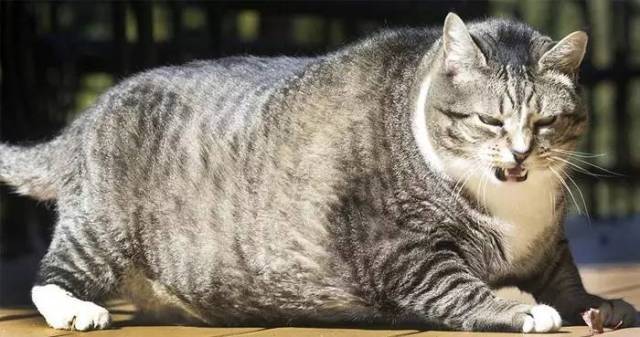 猫咪也有身材体重焦虑吗?_主人_kg_kcal